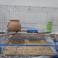 مرغ عشق|پرنده|کنارک, |دیوار