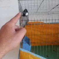 قناری محلی دستی