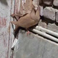 کبوتر زاغ سیستان زرد کرمانی ماده