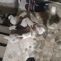 کبوتر|پرنده|خرمآباد, |دیوار