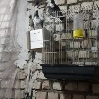 کبوتر دورگ و پرشی