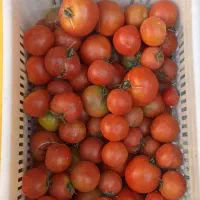 گوجه گوشتی|خوردنی و آشامیدنی|مبارکه, |دیوار