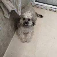 شیتزو پودل ماده یکساله