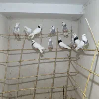 کبوتر طوقی ابی