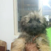 دوعدد توله ۵ماهه شیتزوتریر