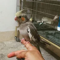 عروس هلندی کاملا رام ودستی|پرنده|آبیک, |دیوار