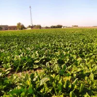 فروش اسفناج تازه|خوردنی و آشامیدنی|آق قلا, |دیوار