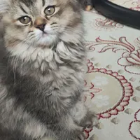 گربه ملوس|گربه|گلبهار, |دیوار
