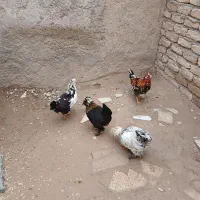 مرغ کاکلی پا پر زینتی