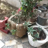 ساخت‌انواع‌گلدان‌سیمانی‌وسرامیکی|صنایع دستی و سایر لوازم تزئینی|بندر ترکمن, |دیوار