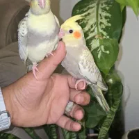 فروش جوجه شاه طوطی هلندی شناسنامه دار