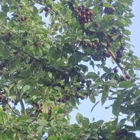 ویلایی-حیاط-بزرگ-وباغچه-وبالکن-جهت-شمالی