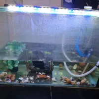 آکواریوم و وسایل