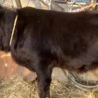 لیشه شیری هرسالزا باگوساله ماده نافدار