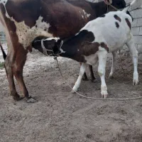 گاو زاییده با گوساله ماده هلشتاین اصل