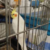 عروس هلندی ۳ماهه|پرنده|قرچک, میرزائی جنوبی|دیوار