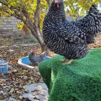 نژاد امروک جوجه یک ماهه و دو نیم ماهه