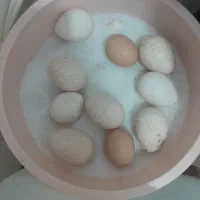 تخم بوقلمون