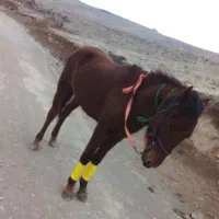 اسب نریان ۱۹ ماهه