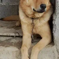 سگ ژرمن نر|سگ|شفت, |دیوار