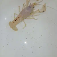 ماهی گوپی لابستر