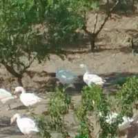 فروش  قو غاز  و   غاز