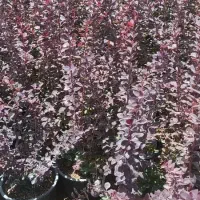 خدمات باغبانی سم پاشی هرس درختان کاشت گیاهان زینتی|خدمات باغبانی و درختکاری|تهران, زعفرانیه|دیوار