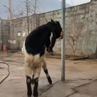 نر بز نجدی|حیوانات مزرعه|صحنه, |دیوار