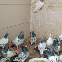 کبوتر|پرنده|بندر ماهشهر, |دیوار