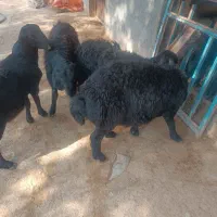 بره داشتی
