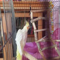 عروس هلندی لوتینو ماده|پرنده|قزوین, |دیوار