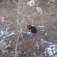 خرگوش|موش و خرگوش|اشترینان, |دیوار