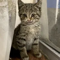 واگذاری بچه گربه|گربه|تبریز, |دیوار