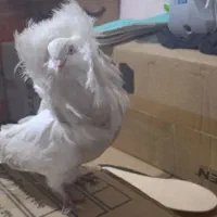 کفتر ،کبوتر|پرنده|تهران, نعمت‌آباد|دیوار