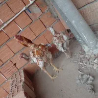 فروش مرغ لاری   و خروس لاری کرچ شو