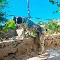 سگ آلابای روسیه|سگ|رضویه, |دیوار