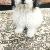 سگ شیتزو فلت شناسنامه دار|سگ|باغستان, |دیوار