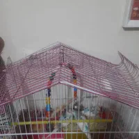 مرغ عشق|پرنده|نسیم‌شهر, |دیوار