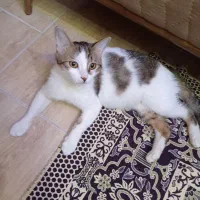 واگذاری گربه