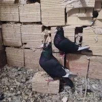 سار سبز مسافتی مینا کرمانی یهودی کویتی|پرنده|مه ولات, |دیوار