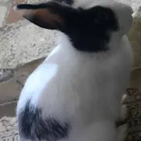 دوتا خرگوش سفید و سیاه و سفید ماده بالغ