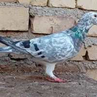 کفتر سار ماده