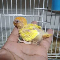 فروش جوجه برزیلی البینو واوپال کله نارنجی|پرنده|دوگنبدان, |دیوار
