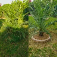 هرس تخصصی درختان و طراحی فضای سبز مدارس و ادارات