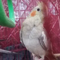عروس هلندی تخم گذار|پرنده|مرند, |دیوار