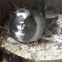 تعدادی جو عرب کاکلی ماده