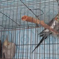 جفت عروس هلندی|پرنده|رشت, دروازه لاکان|دیوار