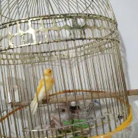 دو تا قناری برفکی و زرد بخون نهبندان|پرنده|نهبندان, |دیوار