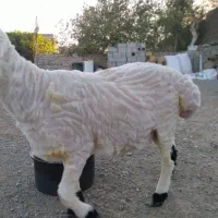 بره نر یکساله.چاق چله گوشتی .هر کسی خواست میفروشم|حیوانات مزرعه|خمک, |دیوار
