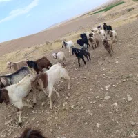 بزغاله های چریکی قصابی